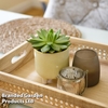 Succulent Duo in yellow footed ceramic