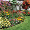 Summer Bedding Lucky Dip - 72 plugtray plants