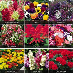 Summer Bedding Plants Pack - 108 plug plants - 12 of each variety