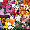 Summer Bedding Surprise Plug Tray Packs