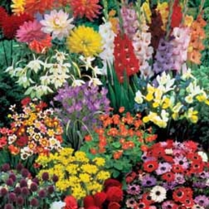 Summer Bulb Collection - 170 bulbs