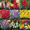Summer Bulbs Collection - 1 Summer Bulb Pack (170 bulbs)