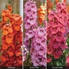 SunDiascia 