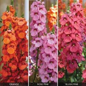 SunDiascia 