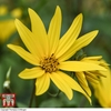Sunflower maximiliani 