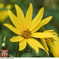 Sunflower maximiliani 
