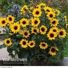Sunflower SunBelievable™ 