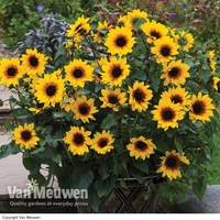 Sunflower SunBelievable™ 