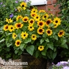 Sunflower SunBelievable™ Duo
