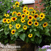 Sunflower SunBelievable™ Duo