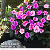 Sunpatiens 
