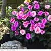 Sunpatiens 