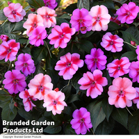 Sunpatiens 