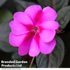Sunpatiens 