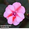 Sunpatiens 