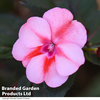 Sunpatiens 