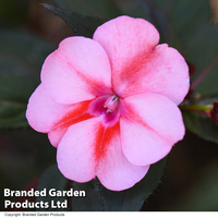 Sunpatiens 