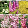 Super Saver Shrub Collection