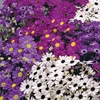 Swan River Daisy 