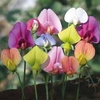 Sweet Pea Allsorts Mix - 10 plug plants