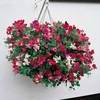 Sweet Pea Sugar n Spice™ - 10 multi-sown cells