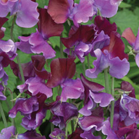 Sweet Pea 