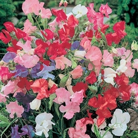 Sweet Pea 