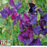 Sweet Pea 