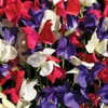 Sweet Pea 
