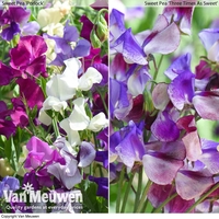 Sweet Pea Duo