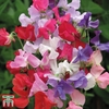 Sweet Pea 