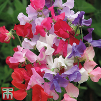 Sweet Pea 