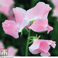 Sweet Pea 