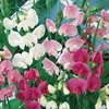 Sweet Pea (Everlasting Pea) - 10 plants in 5cm pots