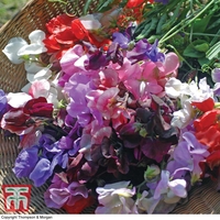 Sweet Pea 