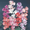 Sweet Pea 