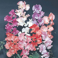 Sweet Pea 