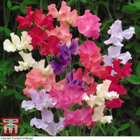 Sweet Pea 