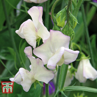 Sweet Pea 