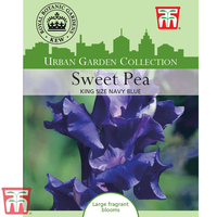 Sweet Pea 