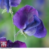 Sweet Pea 
