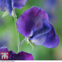 Sweet Pea 