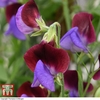 Sweet Pea 