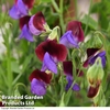 Sweet Pea 
