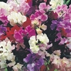 Sweet Pea (Mixed) - 10 multi-sown cells