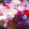 Sweet Pea 