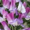 Sweet Pea 