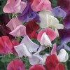 Sweet Pea 