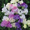 Sweet Pea 