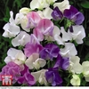 Sweet Pea 